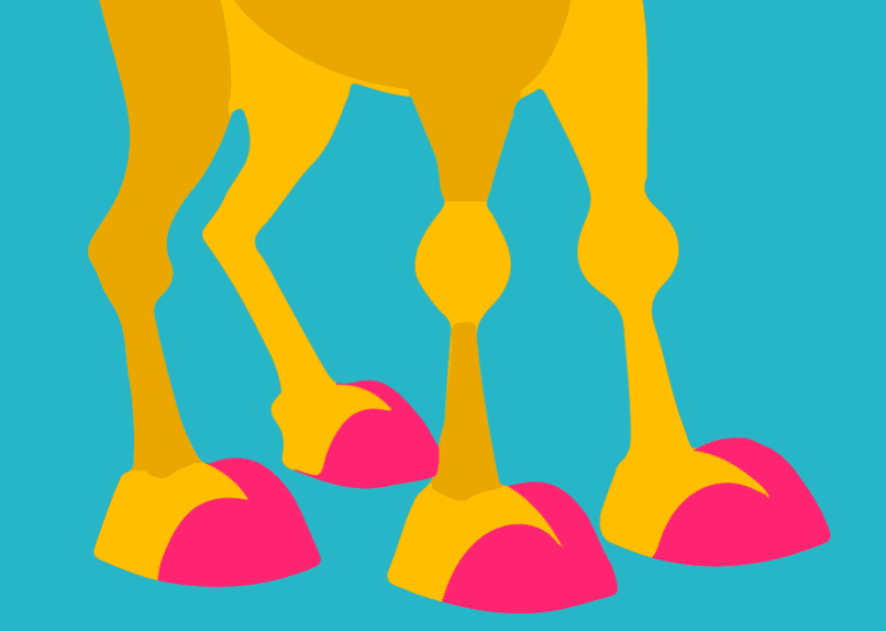 Bilden är en stiliserad illustration som kan tolkas som en lekfull visuell ordlek relaterad till termen "cameltoe". Den visar de undre delarna av ett kamels fyra ben med tydligt markerade och överdrivna knän som är typiska för kameldjur, färgade i en varm