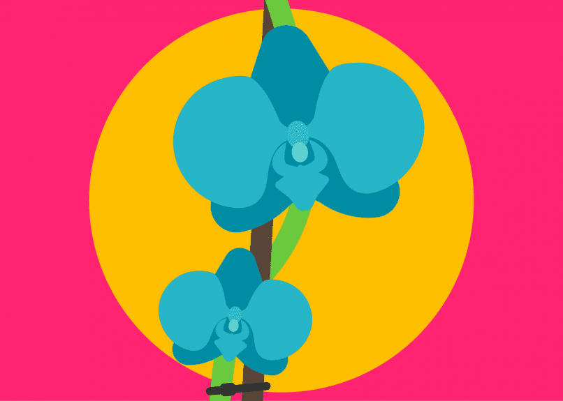 En grafisk bild som visar två blå orkidéer mot en kraftfull gul cirkelbakgrund, framför en rosa bakgrund. Designen är en metaforisk skildring av termen 'Blue Vulva', där de blå orkidéerna symboliserar begreppet på ett visuellt abstrakt sätt